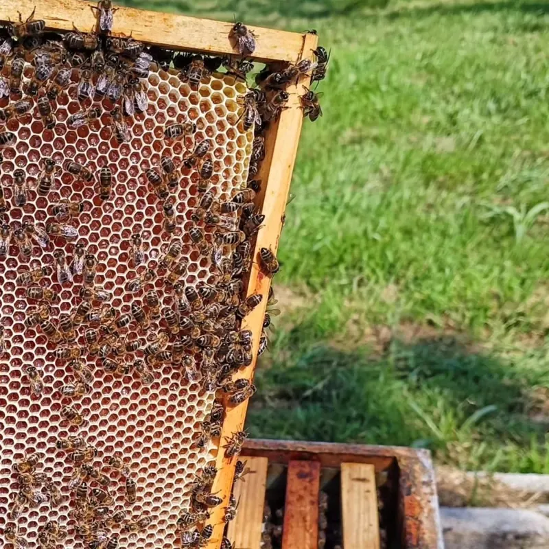 Abejas sobre un panal de Berce al aire libre