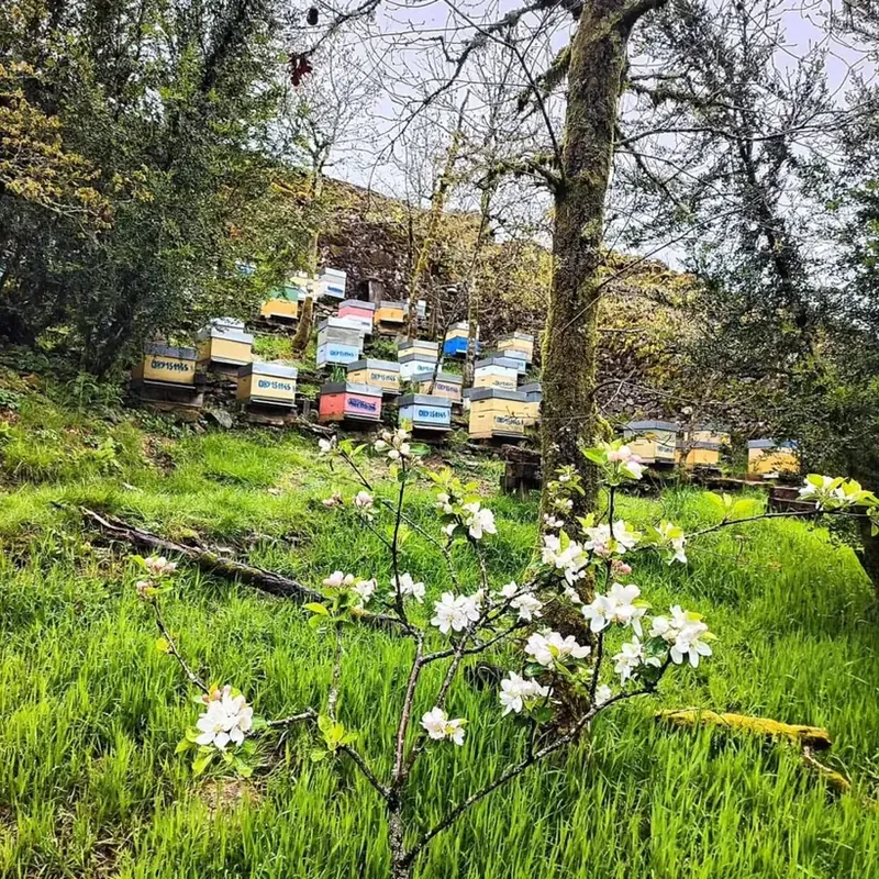 Apiario de Berce rodeado de árboles y flores