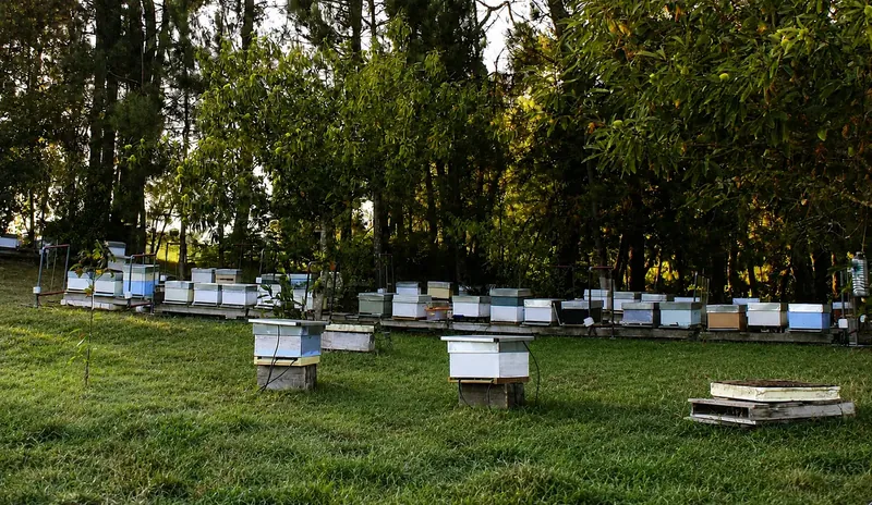 Colmenas de Berce entre la vegetación de nuestros apiarios